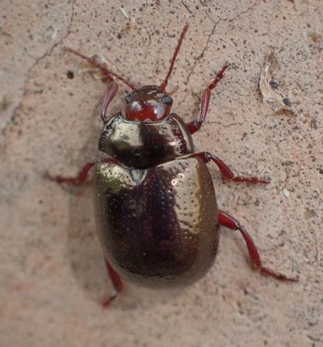 Réf. 220 683 : Chrysolina bankii